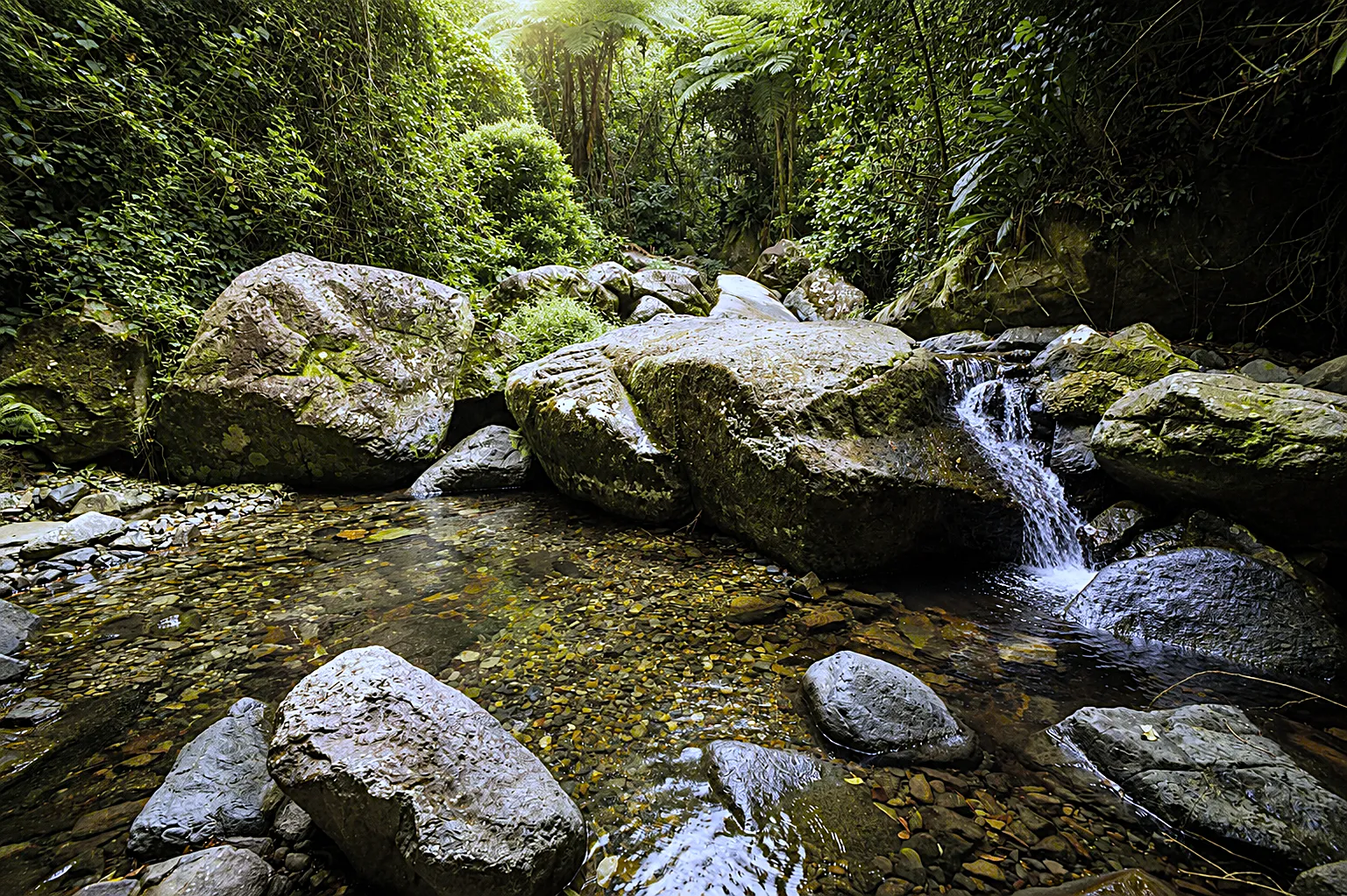 Tropical river landscape